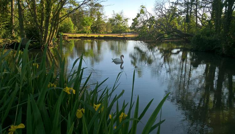 A view over a tranquil body of water in Poole Park with a swan gracefully sitting in the centre of the lake